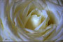 Unschuld