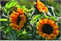 Lasse Sonne in dein Herz