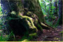 Und der Waldgeist ruht sich aus