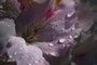 der Sommer weint