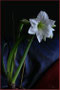 Amaryllis