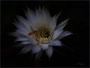Kaktusblüte mit Schwebfliege - Nächtliche Versuchung
