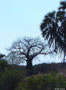 Afrikanischer Affenbrotbaum (Baobab)