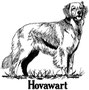 07510 Hovawart 02