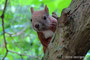 Eurasisches Eichhörnchen (Sciurus vulgaris)