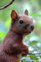 Eurasisches Eichhörnchen (Sciurus vulgaris)