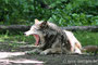 Eurasischer Wolf (Canis lupus lupus)