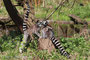 Katta (Lemur)(Madagaskar)