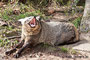 Südafrikanischer Löffelhund (Otocyon megalotis megalotis)