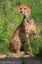 Sudan-Gepard (Acinonyx jubatus soemmeringii)