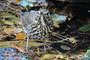 Singdrossel (Turdus philomelos) 