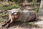 Südafrikanischer Löffelhund (Otocyon megalotis megalotis)