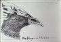 © Schidlo; SKB 2018-23; Nacktgesicht Hokko; Übersee Museum, Bremen
