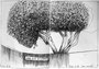 © 2018 Skizzenbuch Lanzarote, Prächtiger Baum in der Anlage "La Bocaina"