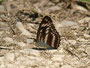 ♀石垣島２００９年５月１０日