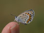 ミヤマシジミ♂最近、蝶を見ると手乗りにしたくなりますが、邪道でしょうか？