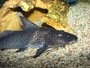 Stierantennenwels (Aguarunichthys torosus)