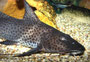 Stierantennenwels (Aguarunichthys torosus)