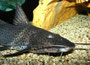 Stierantennenwels (Aguarunichthys torosus)