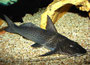 Stierantennenwels (Aguarunichthys torosus)