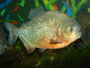 Piranha