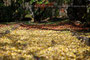 紅葉の絨毯　緑･赤･黄　（宮崎県 青井岳）