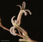 Blüten von Haworthie (Aloen-Gewächs)