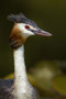 Haubentaucher_Portrait