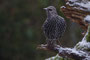 Winterstar