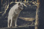 Polarwolf