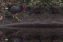Wasserläufer