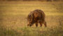Kleines Schwein