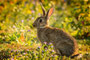 Wildes Kaninchen