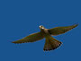 Falke