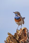 Blaukehlchen - Stolz und wachsam