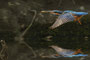 Fliegender Fisch