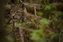 Luchs