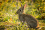 Wildkaninchen