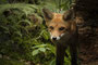 Spreewaldfuchs II