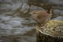 Verwunschener Eisvogel