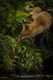 Spreewaldfuchs III