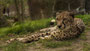 Gepard