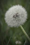 Pusteblume