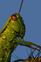 Wet hopper