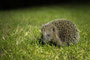 Junior Igel