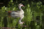 Nilgans