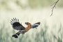 Wide wings