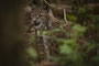 Luchs