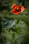 Mohn im Grün