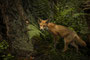 Spreewaldfuchs I
